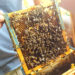 Ramka pszczelarska a na niej pszczoły