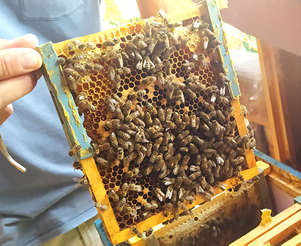 Ramka pszczelarska a na niej pszczoły